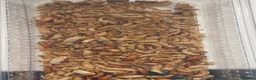 Mixed Breed invertebrates for sale: Fancy springtails , millipedes , beetles , mantis  - Advert 7