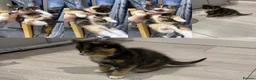 Mixed Breed cats for sale: 6 kittens for sale  - Advert 11