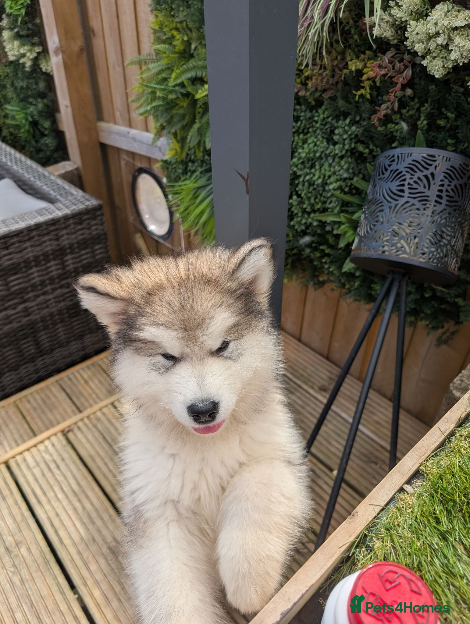 Alaskan Malamute dogs Champ KC Reg Alaskan Malamute Puppies - Advert 2