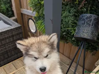 Alaskan Malamute dogs Champ KC Reg Alaskan Malamute Puppies - Advert 2