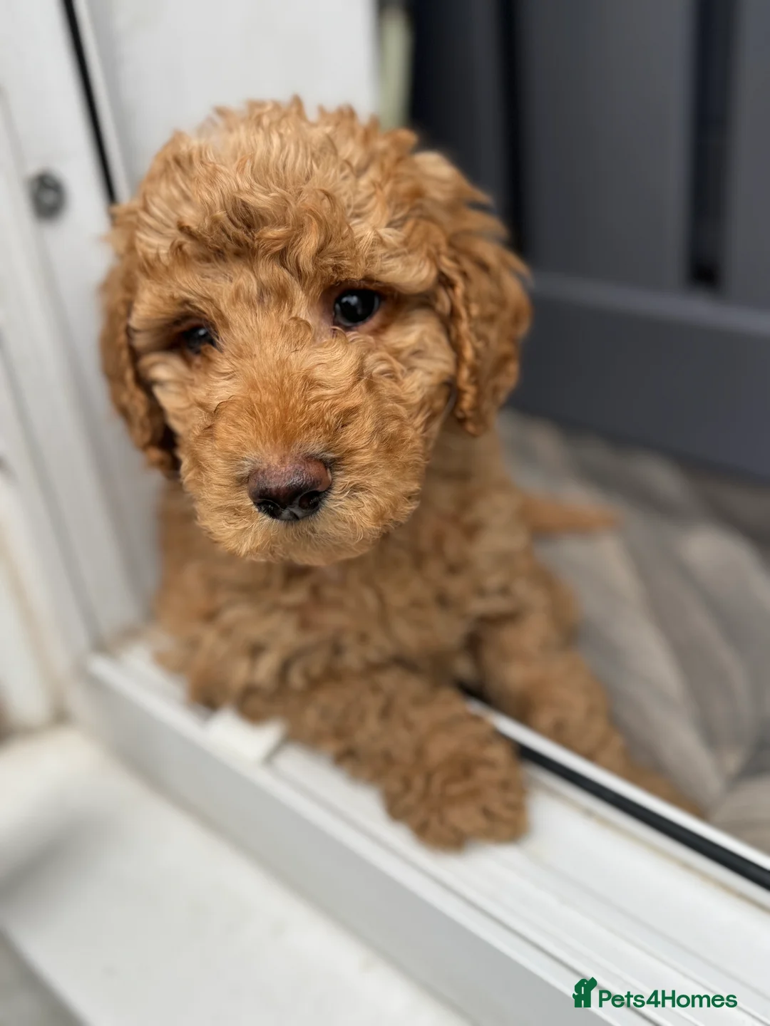 Goldendoodle dogs for stud: Goldendoodle Standard size (proven)  in Manchester - Advert 38
