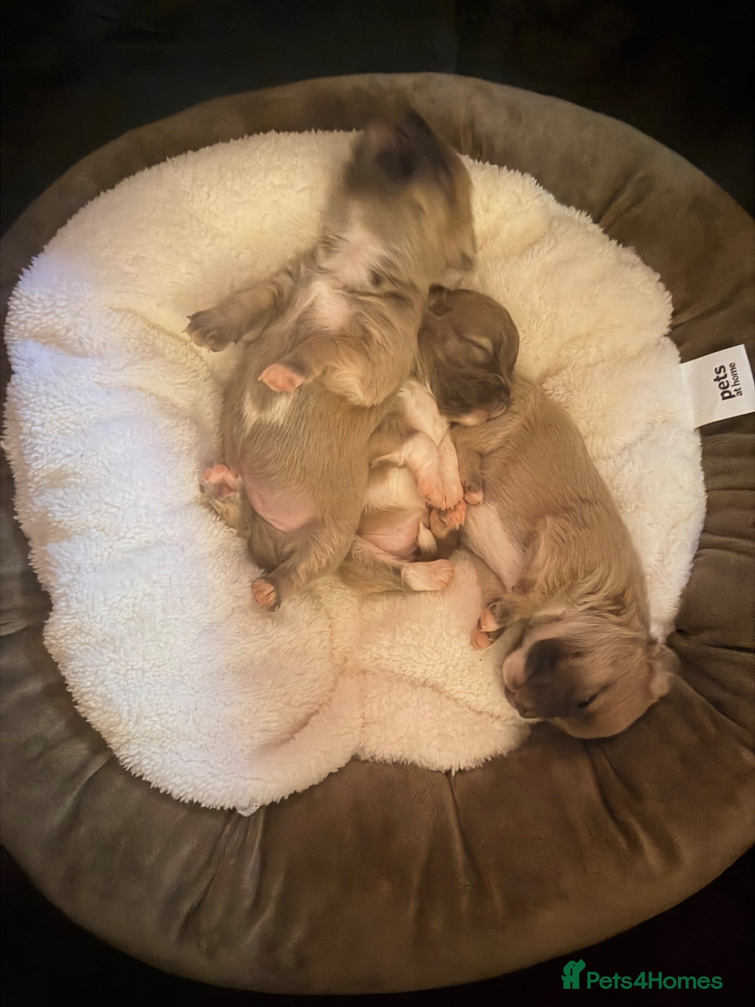 Mixed Breed dogs for sale: bulluahua Puppies  - Advert 14