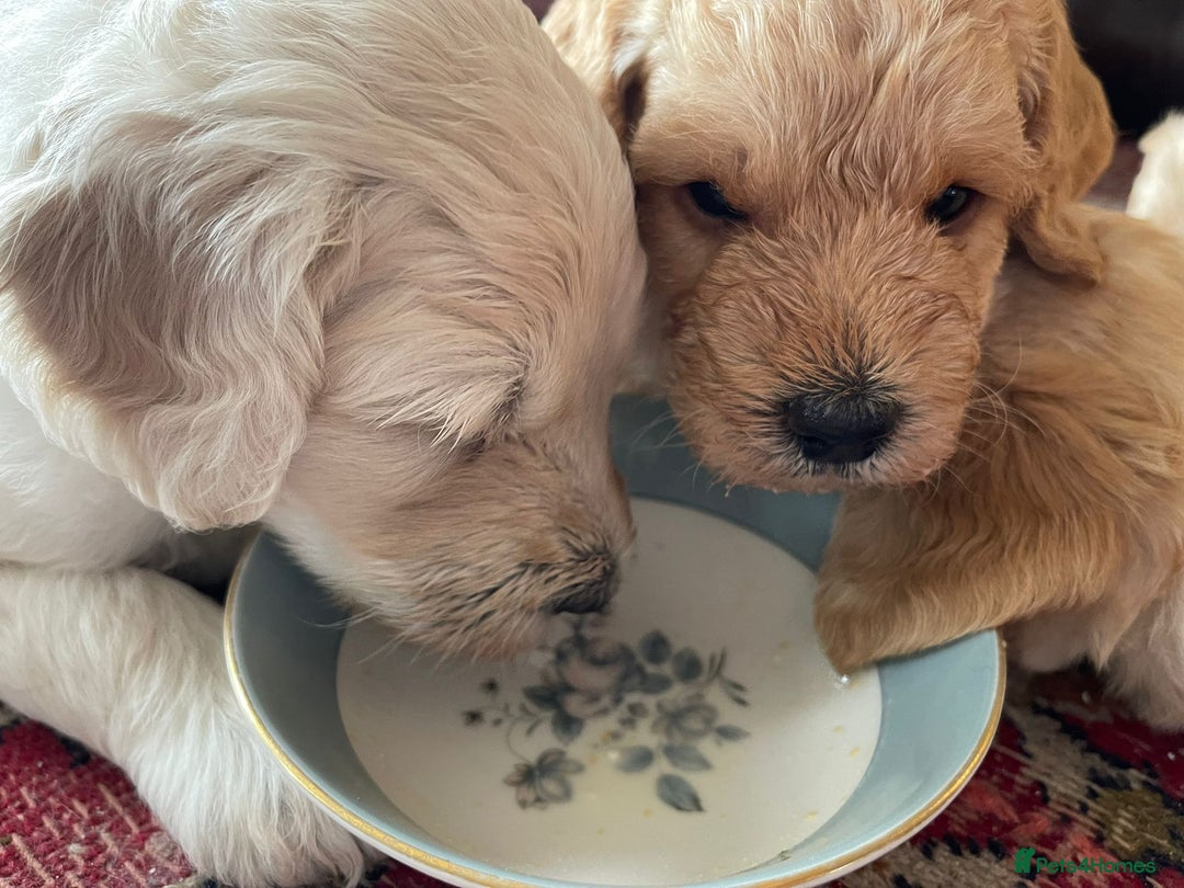 Labradoodle dogs for sale: Lily's Mini's - Multigen Mini Labradoodle Puppies - Image 28