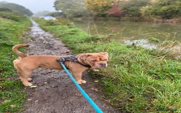 Old Tyme Bulldog dogs for sale: 2 year old old tyme Bruno  - Image 8