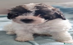 Maltipoo dogs for sale: Maltipoo's rare sable parti colours x4 - Image 3