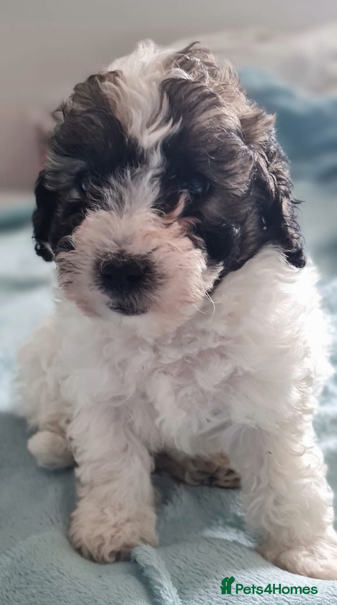 Maltipoo dogs for sale: Maltipoo's rare sable parti colours x4 - Image 3