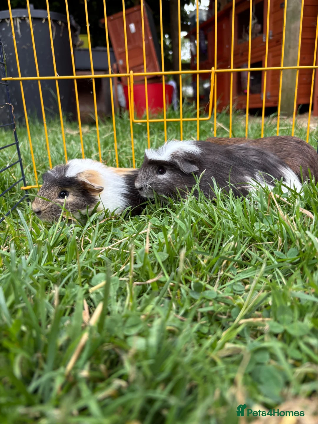 Guinea Pig rodents for sale: Beautiful friendly guinea pigs - Advert 1