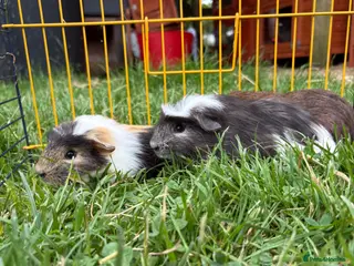 Guinea Pig rodents Beautiful friendly guinea pigs - Advert 2