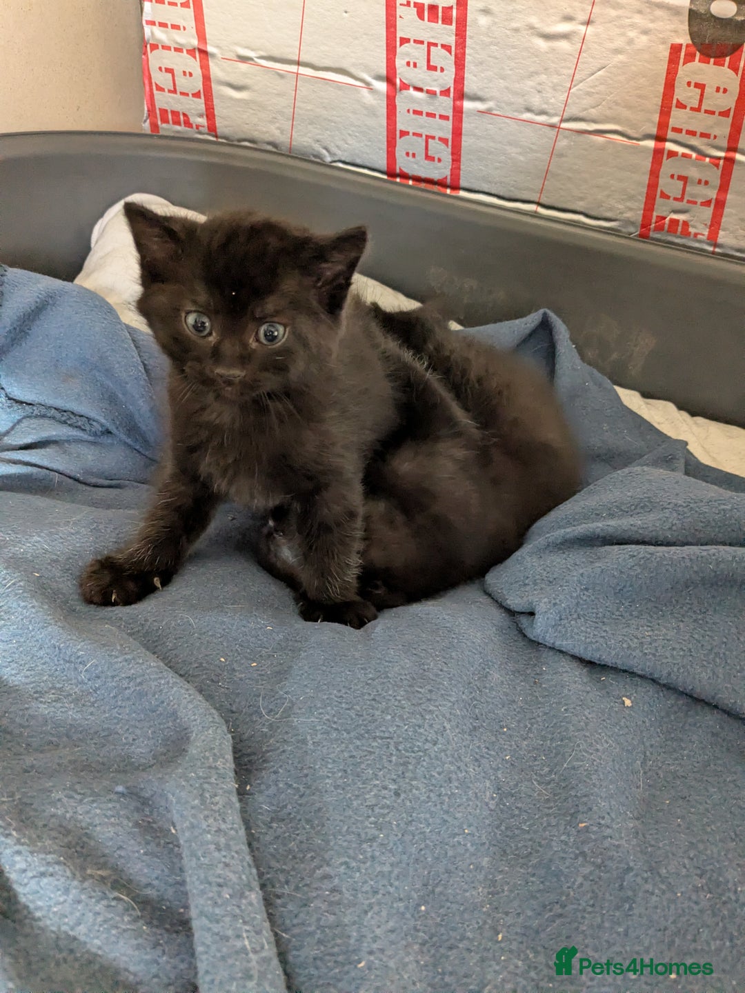 Mixed Breed cats for sale: Male kitten ready for a new home  - Advert 5