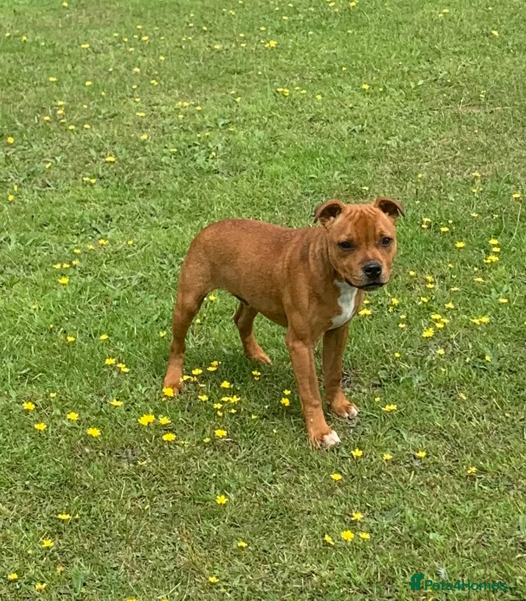 Staffordshire Bull Terrier dogs for sale:  KC registered red Staffords Bull terriers - Image 4