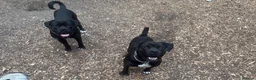 Mixed Breed dogs for sale: Rome Cane Corso x Dogue de Bordeaux  - Advert 6