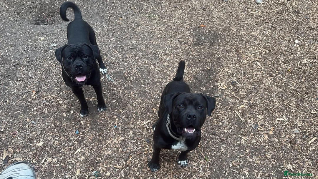 Mixed Breed dogs for sale: Rome Cane Corso x Dogue de Bordeaux  - Advert 6