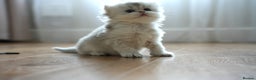 Scottish Fold cats for sale: Scottish fold - Advert 34