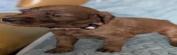 Irish Setter dogs for sale: Irish setter Puppies - Advert 6
