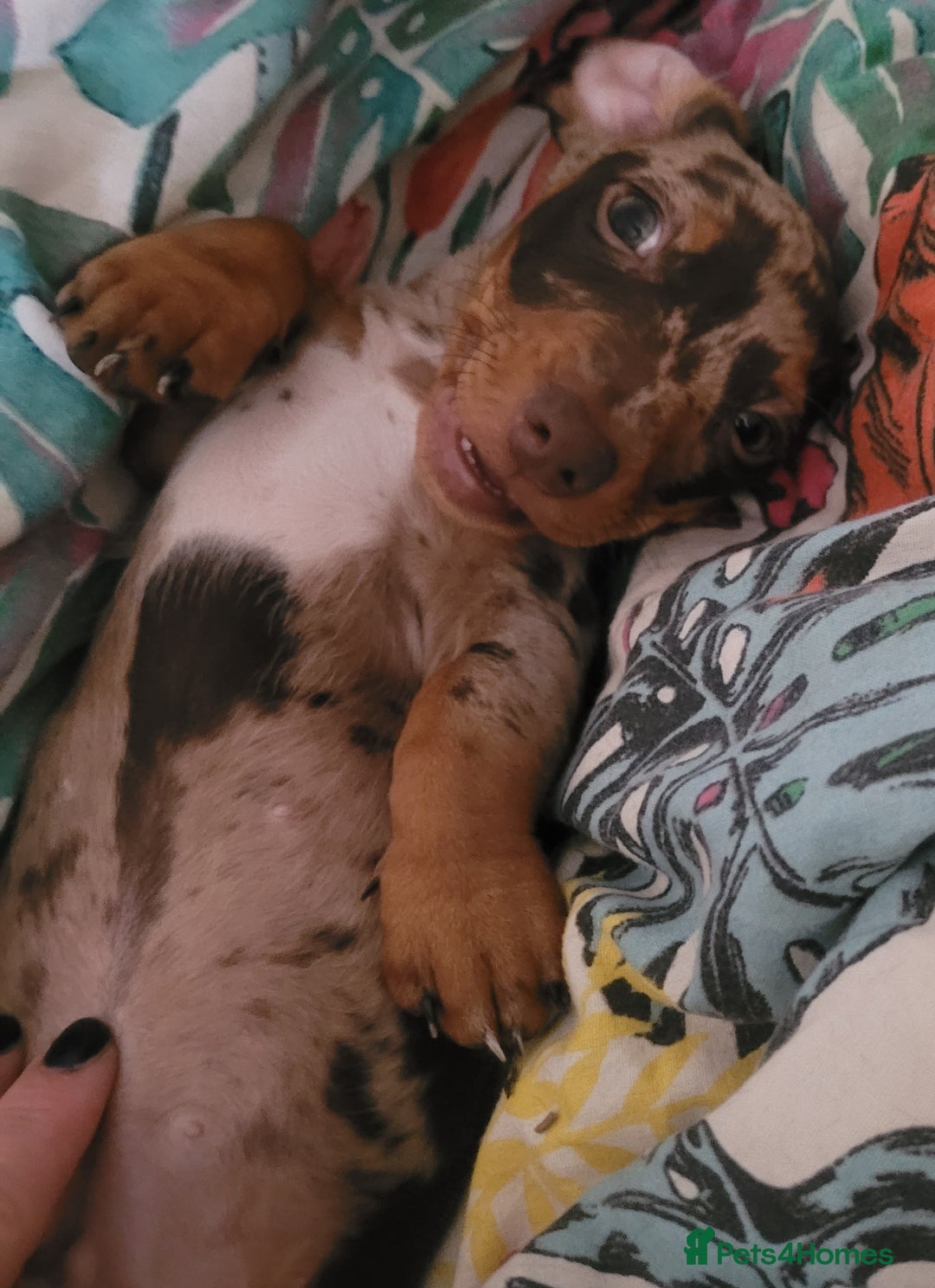Miniature Dachshund dogs for sale: *1 boy available* - Miniature Dachshunds - Image 3