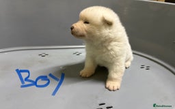 Akita dogs for sale: American Akita Puppies - Image 21