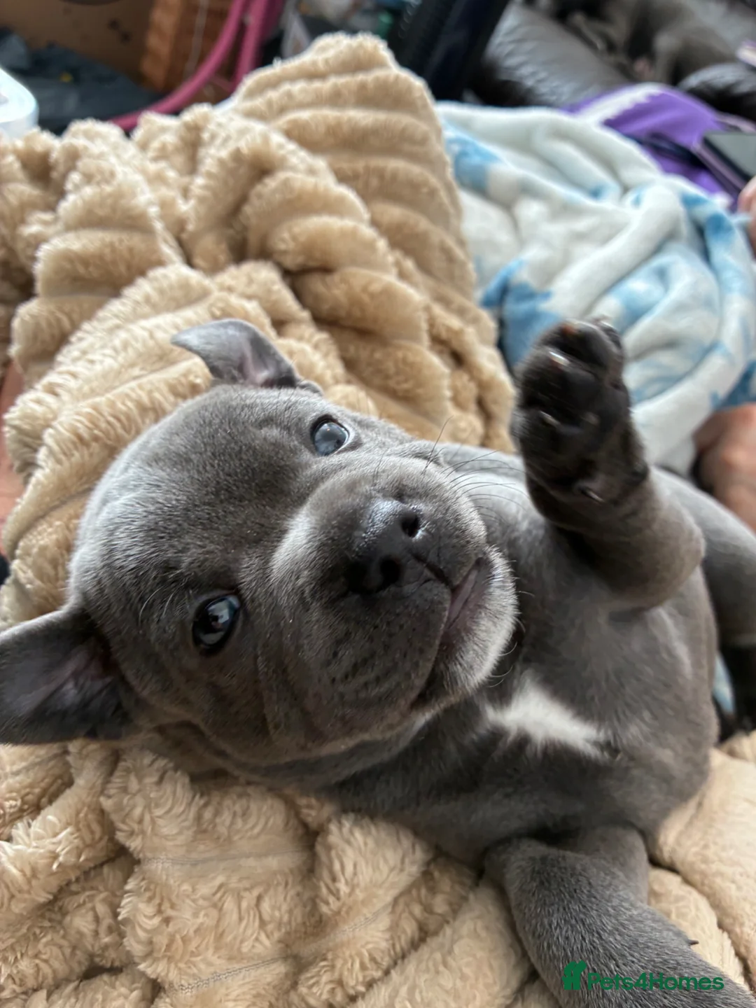 Staffordshire Bull Terrier dogs for sale: Beautiful KC Reg Blue Staffordshire bull terriers - Advert 2