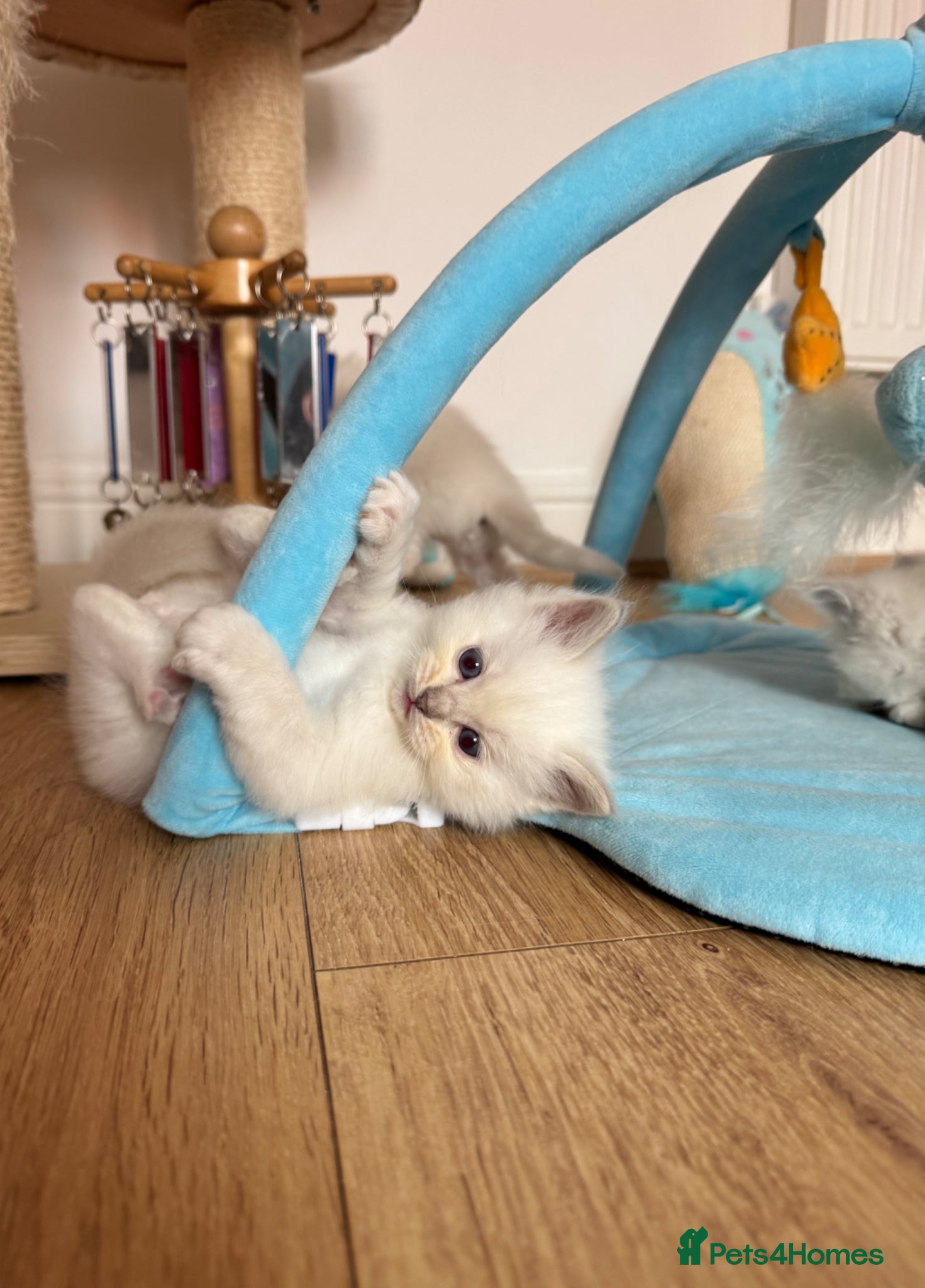 Ragdoll cats GCCF Champion bloodline LILAC Ragdoll kittens  - Advert 2