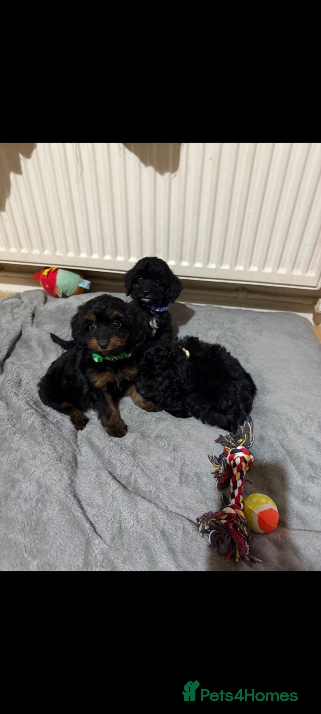 Cockapoo dogs for sale: Beutifull cockapoos  - Image 16