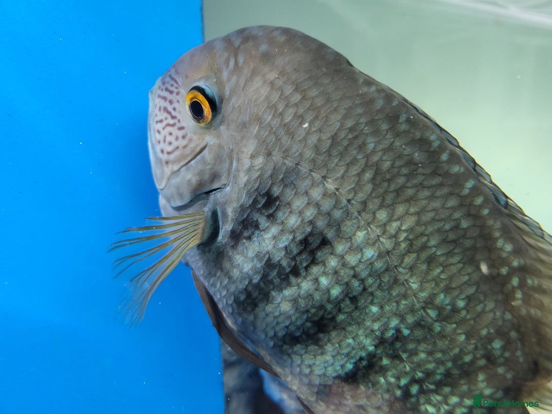 Cichlids fish for sale: 3 severum fish - Advert 5