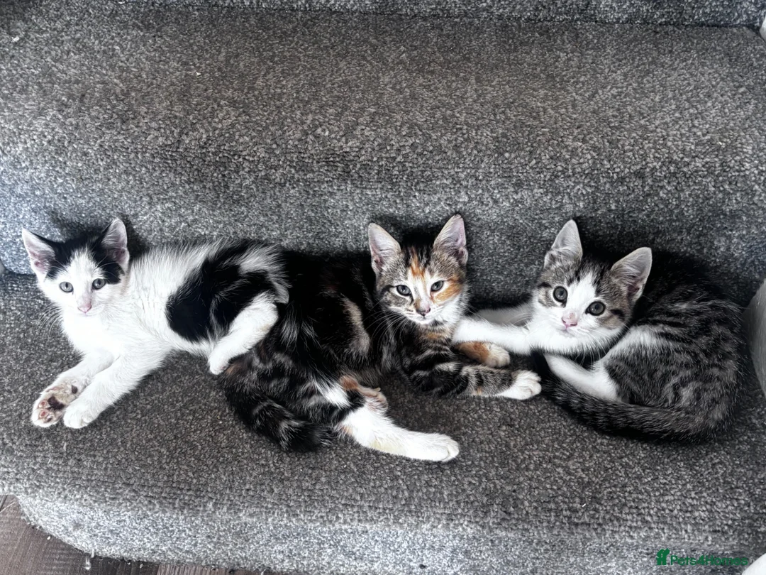 Mixed Breed cats for sale: 3 Lovely Girl Kittens Left  - Advert 9