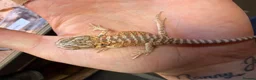 Bearded Dragon reptiles for sale: 8 stunning Baby beared dragons ready for 20 march - Advert 4