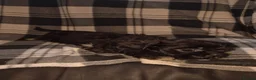 Cava Tzu dogs for sale: Cava Tzu pups - Advert 9