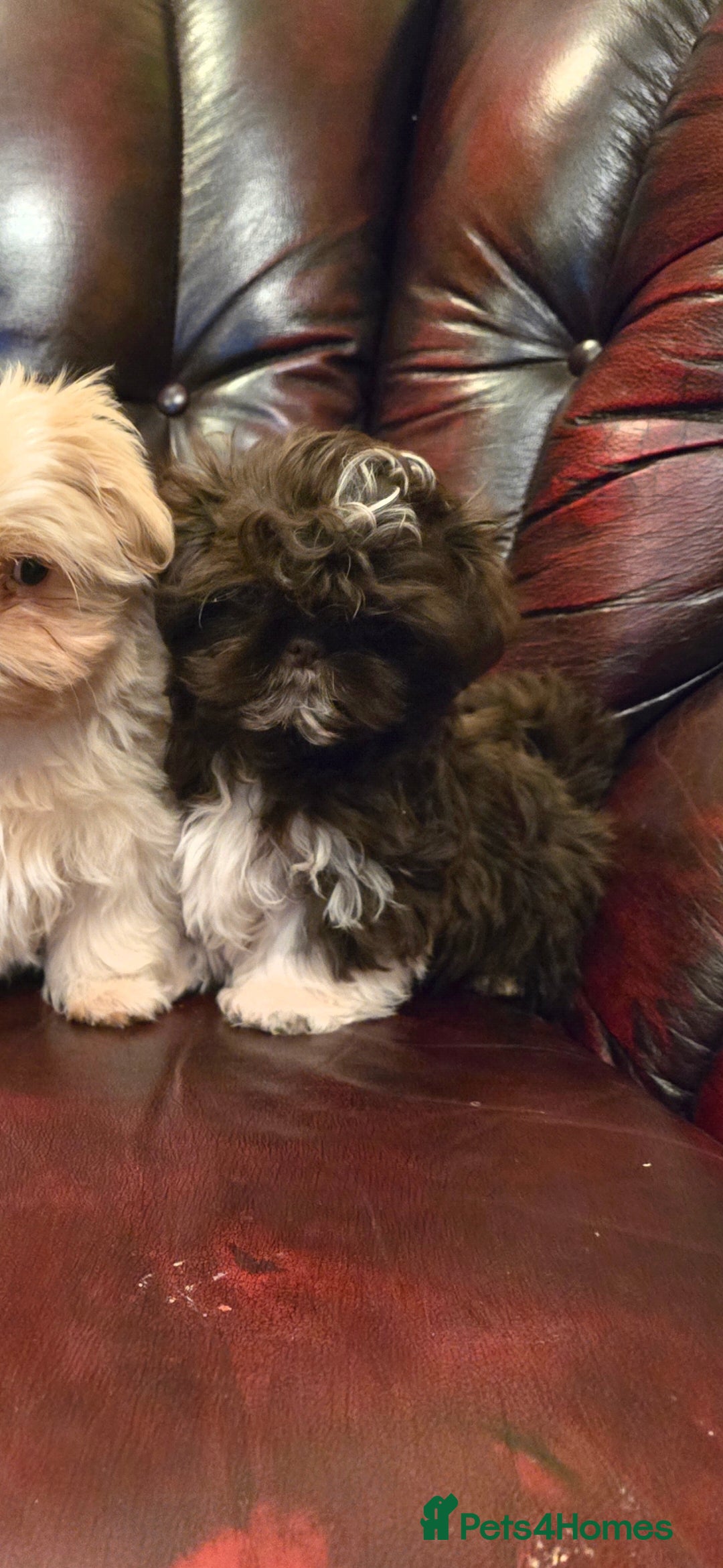 Shih Tzu dogs for sale: Stunning shih tzu - Advert 12