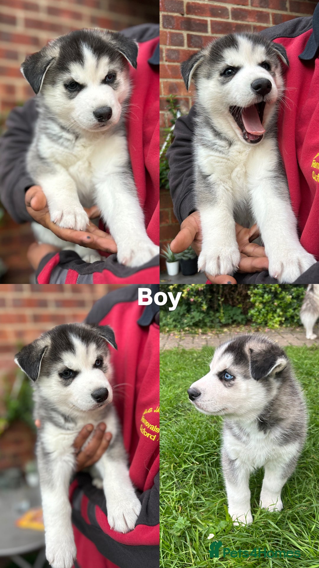 Siberian Husky dogs for sale: Siberian husky puppies  - Image 22