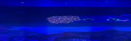 Other/Mixed Breed fish for sale: Full set up Marine fish tank - Advert 7