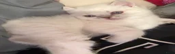 British Shorthair cats for sale: Fluffy BSH kittens  - Advert 2