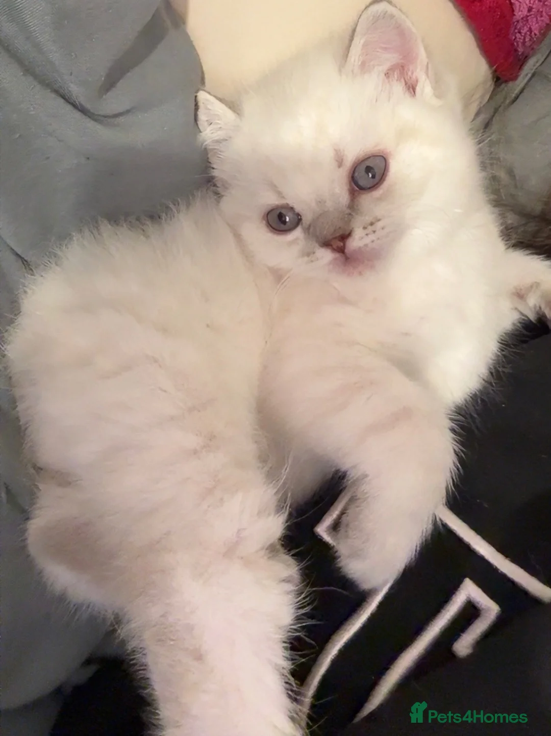 British Shorthair cats for sale: Fluffy BSH kittens  - Advert 2