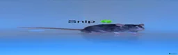 Rat rodents for sale: Beautiful baby rats  in Chelmsford - Advert 30