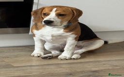 Beagle dogs for sale: Toby the beagle  - Image 2