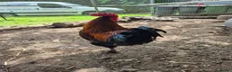 Chickens poultry for sale: Breeding pair of Copper Marans - Advert 3