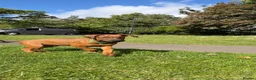 Dobermann dogs for sale: 1 FEMALE READY TO LEAVE NOW!! | Doberman pups!  - Advert 8