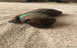 Miniature Dachshund dogs for sale: Miniature dachshund  - Image 5
