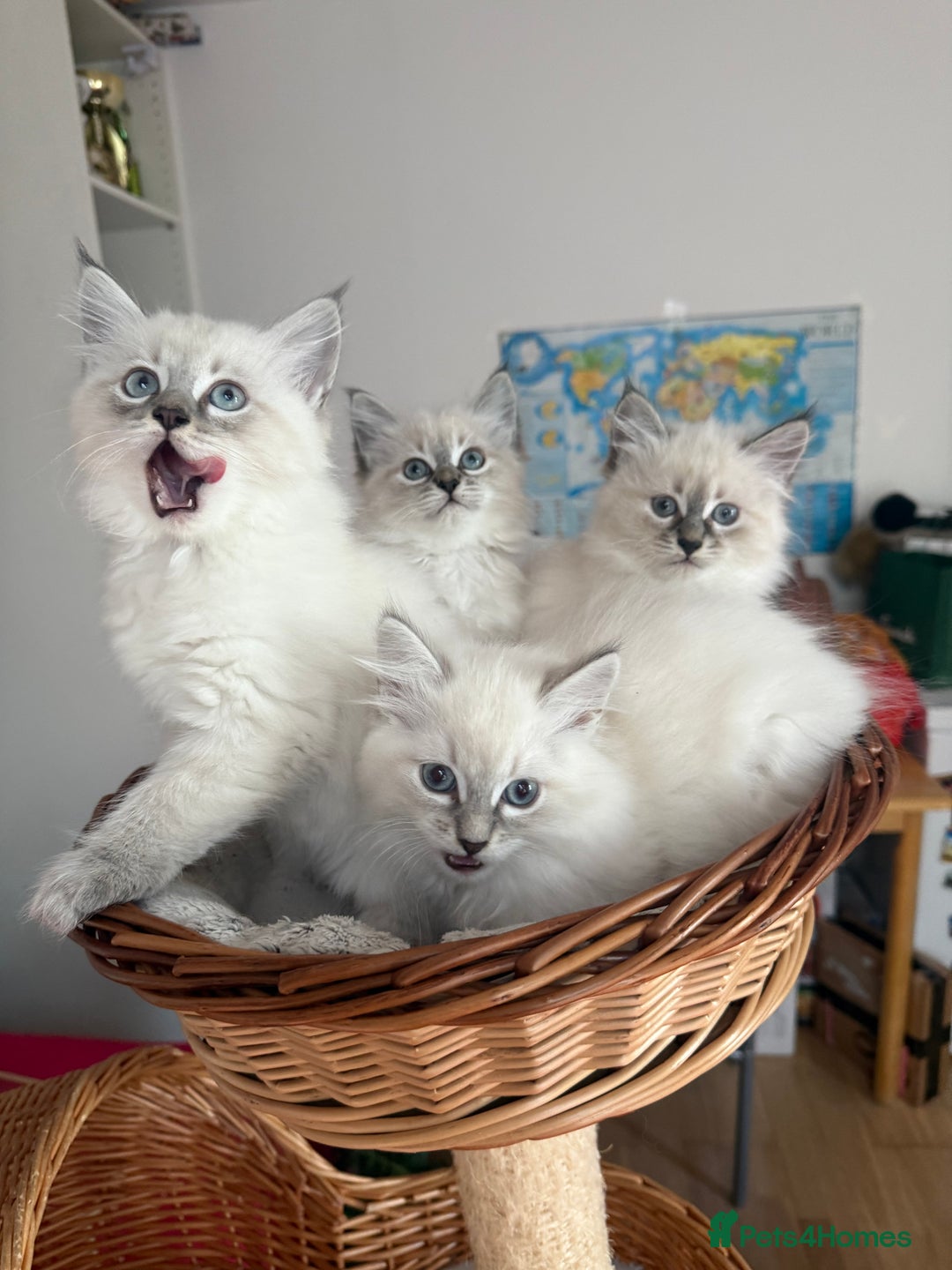 Siberian cats for sale: Hypoallergenic Siberian Neva Masquerade kittens - Advert 2
