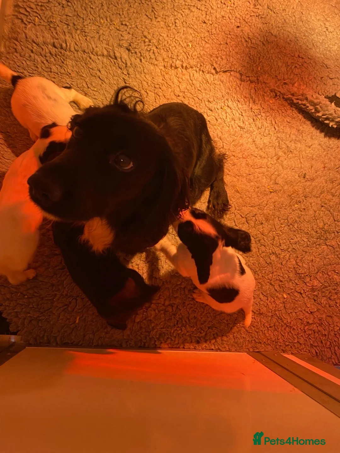 Cocker Spaniel dogs for sale: Five Star Council registered breeder litter  - Advert 2