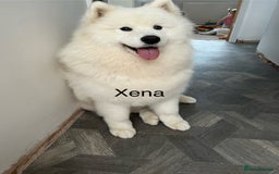 Samoyed dogs for sale: Beautiful Pure Breed Samoyed Puppies - Image 2