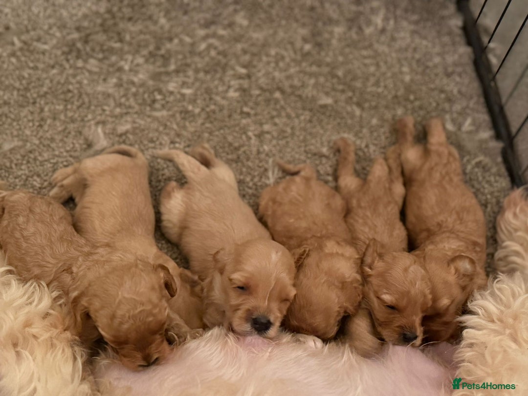 Cockapoo dogs for sale: F2 cockapoo puppies! - Advert 1