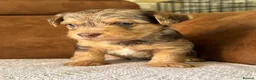 Jackapoo dogs for sale: 4th Gen merle jackapoo puppies (much wenlock)  - Advert 9