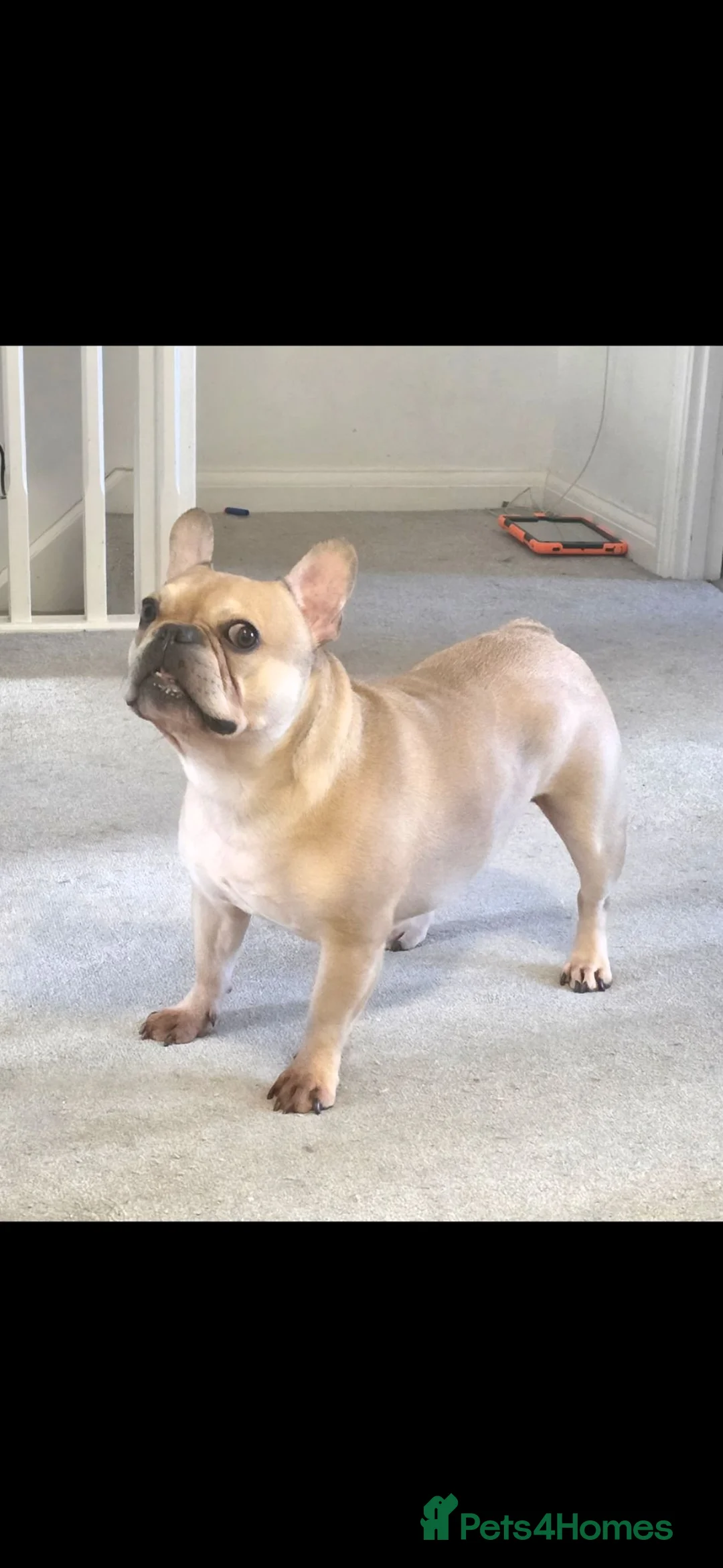 French Bulldog dogs for sale: Male French bulldog  in Cinderford - Advert 2