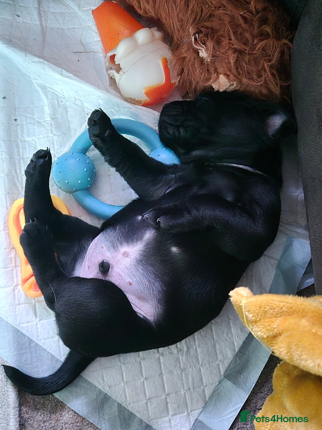 Mixed Breed dogs for sale: Frenchie x Lab Puppies - Image 4
