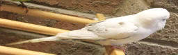 Budgerigars birds for sale: Budgies  in Sleaford - Advert 7