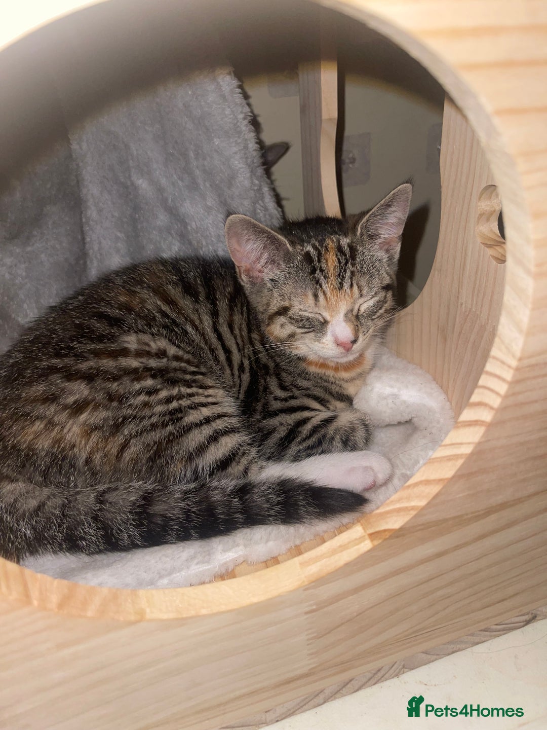 Mixed Breed cats for sale: FEMALE KITTEN - microchipped, flea&worm treated!  - Image 32