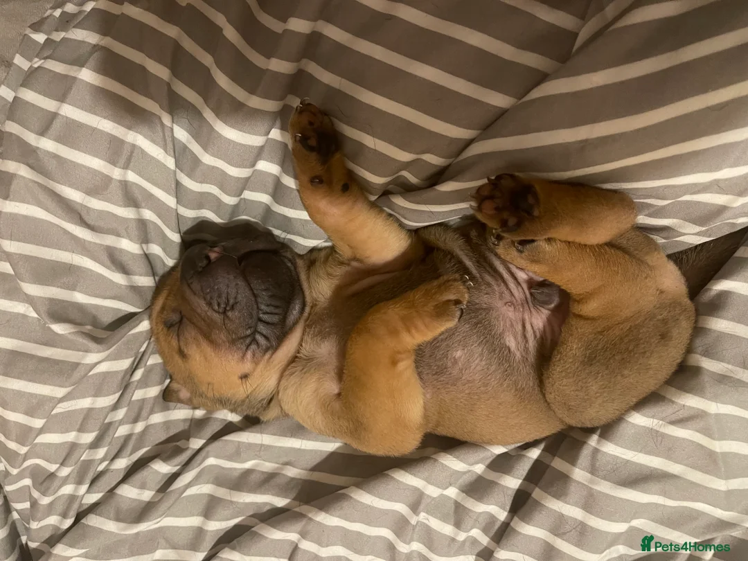 Shar Pei dogs for sale: Shar pei - Advert 4