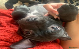 American Bully dogs for sale: Pocket bully pups - Image 16