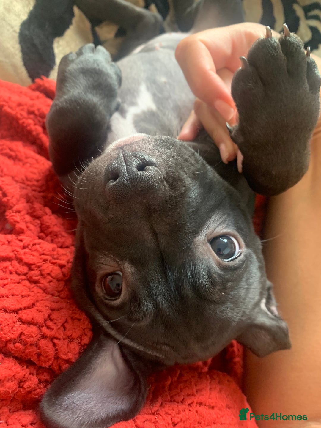 American Bully dogs for sale: Pocket bully pups - Image 16