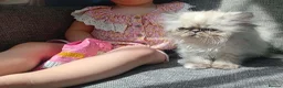 Persian cats for sale: Beautiful Persian kittens  - Advert 11